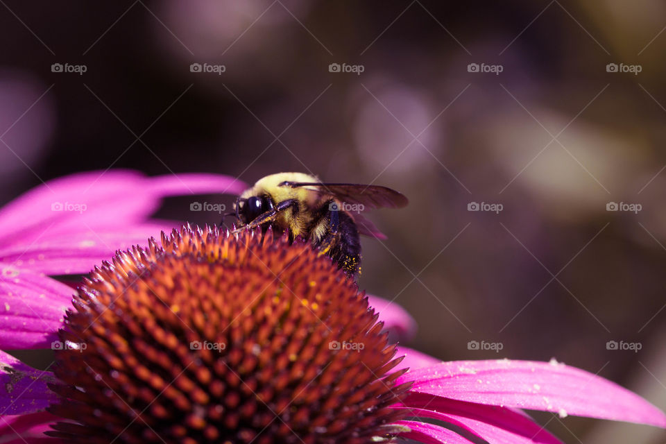 Macro shot of honey bee on flower