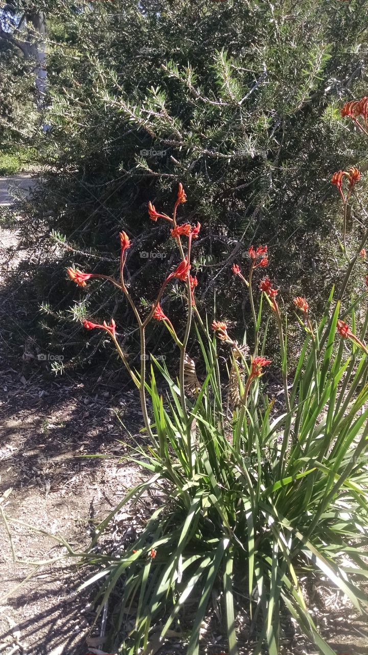 Kangaroo plant