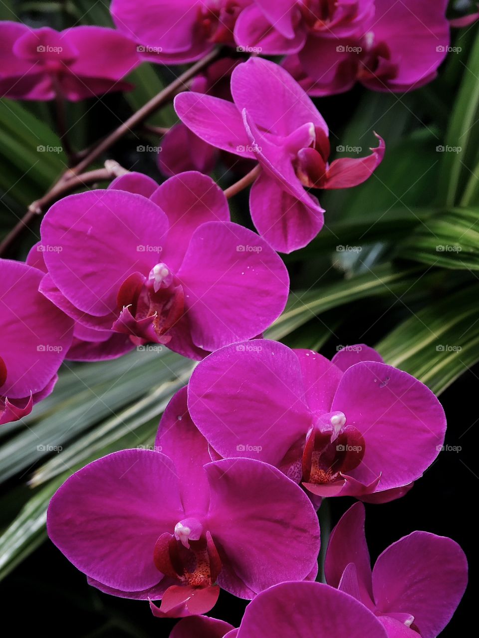 Wild Purple Orchids. Wild Orchids In A Tropical Setting
