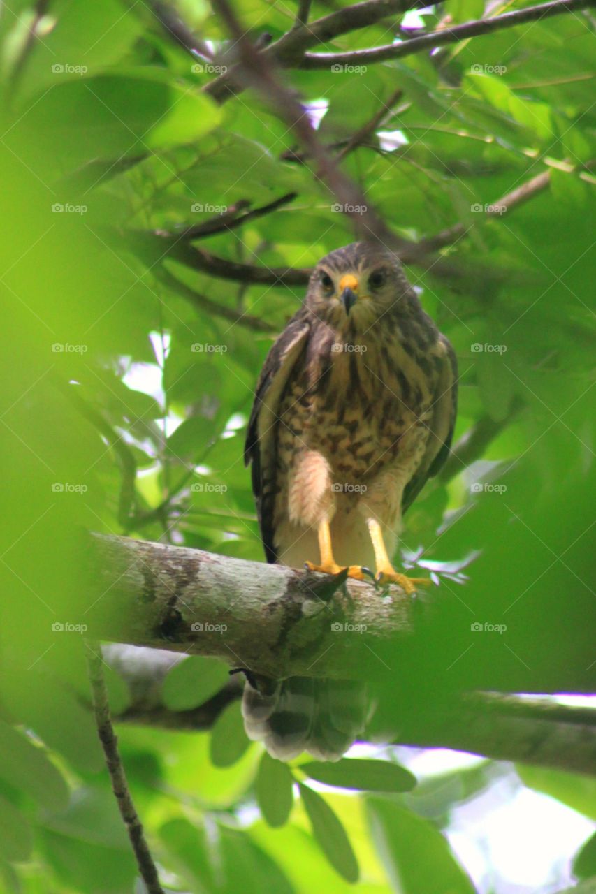 Watching the Forest