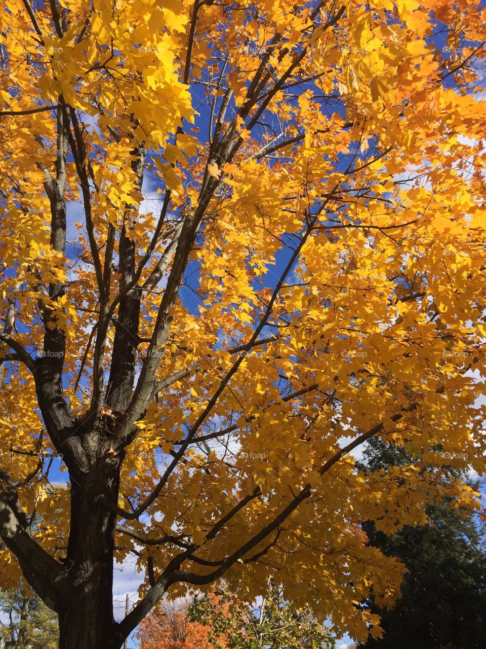 Yellow fall leaves 