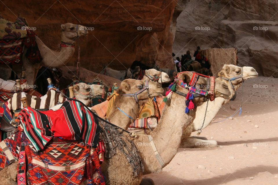 Camels, Petra, Jordan 