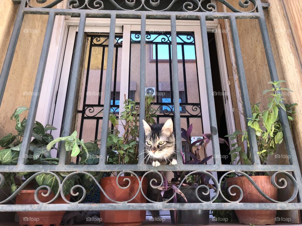 Beautiful cat looking at from the window.