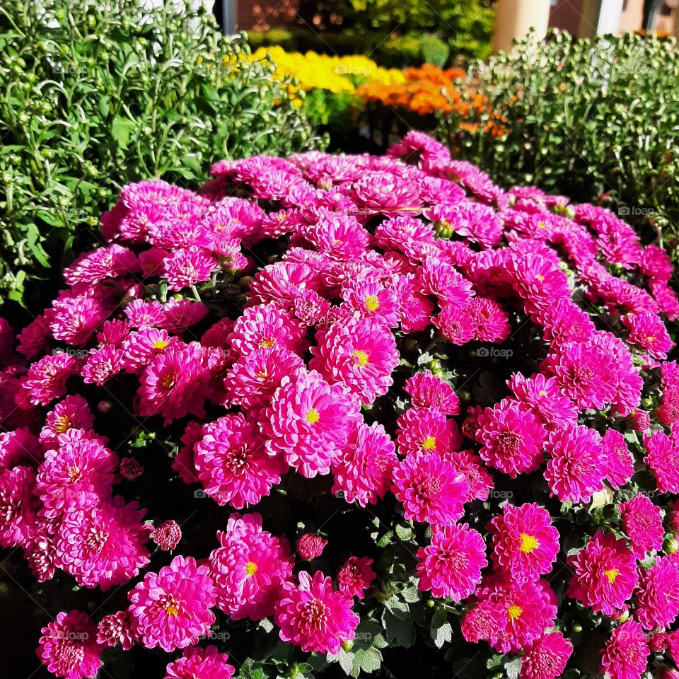 Hardy chrysanthemum. Flowers