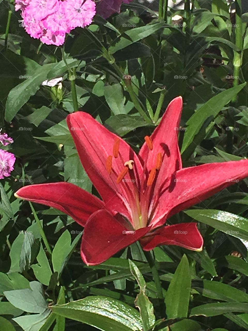 Red Asian lilies 