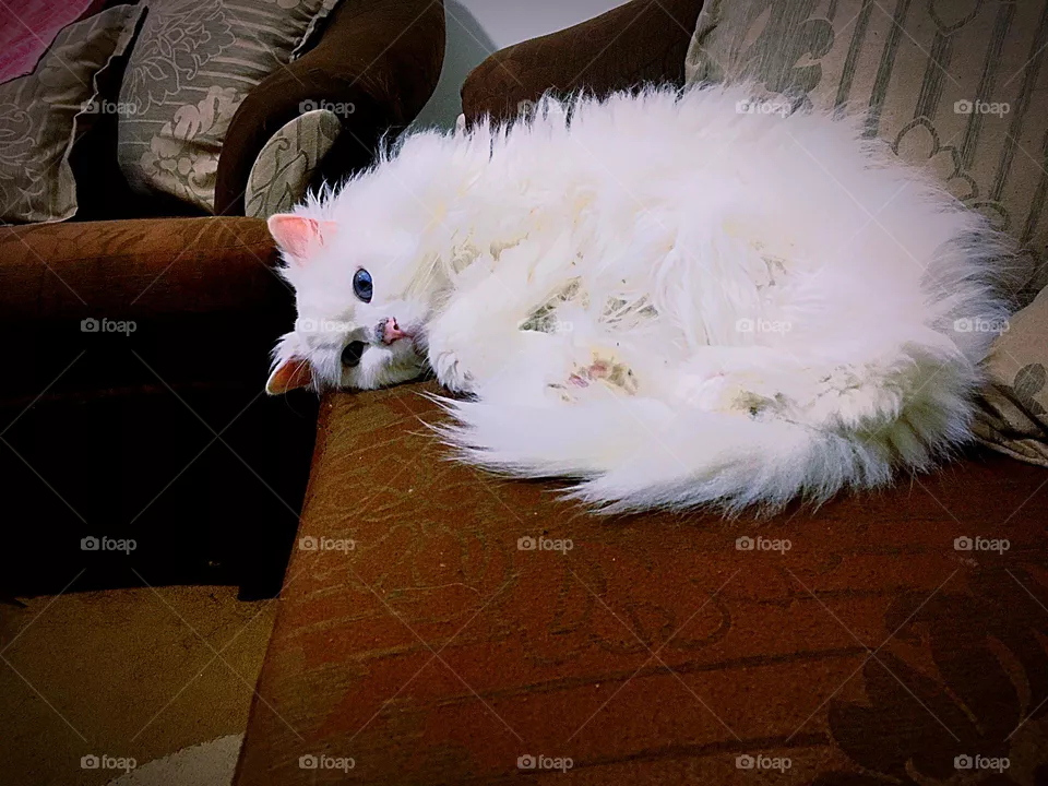 cute cat