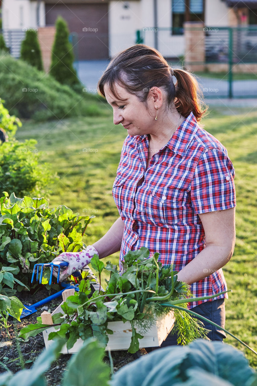 Woman working in a home garden in the backyard, picking the vegetables and put to wooden box. Candid people, real moments, authentic situations