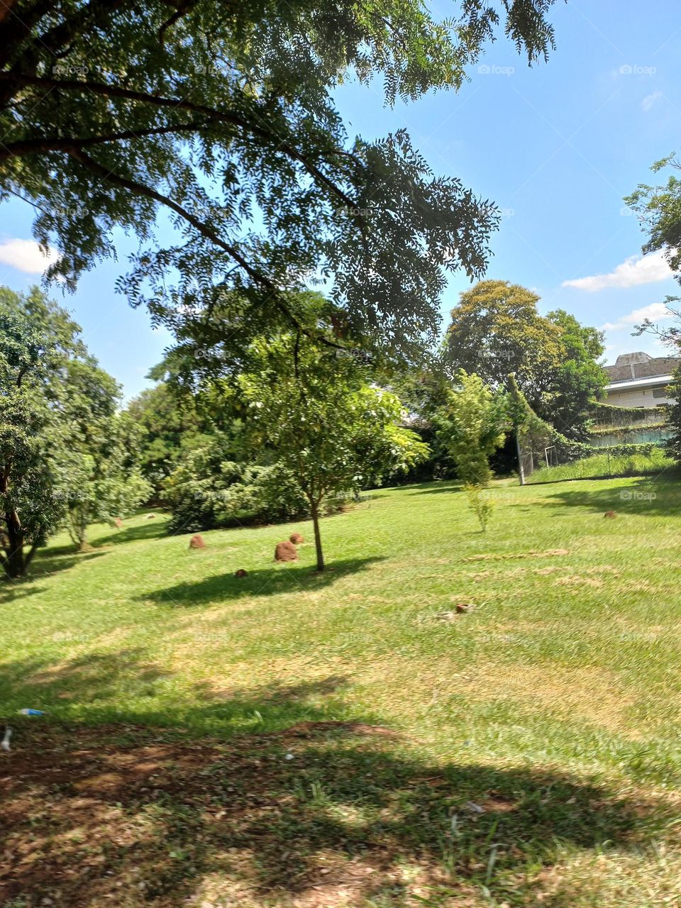 Árvores. As árvores, além de oferecerem abrigo e sombra, para outras espécies,  garantem a manutenção  da biodiversidade, diminuem a temperatura  local, assim como saúdam a abastecer os lençóis  freáticos com água e reduzem ruídos em grandes cidades