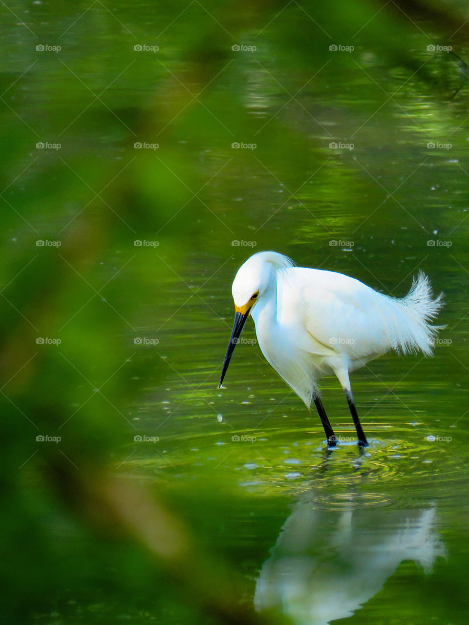 Snowy egret