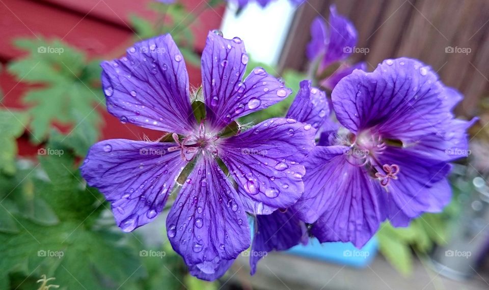 purple flowers