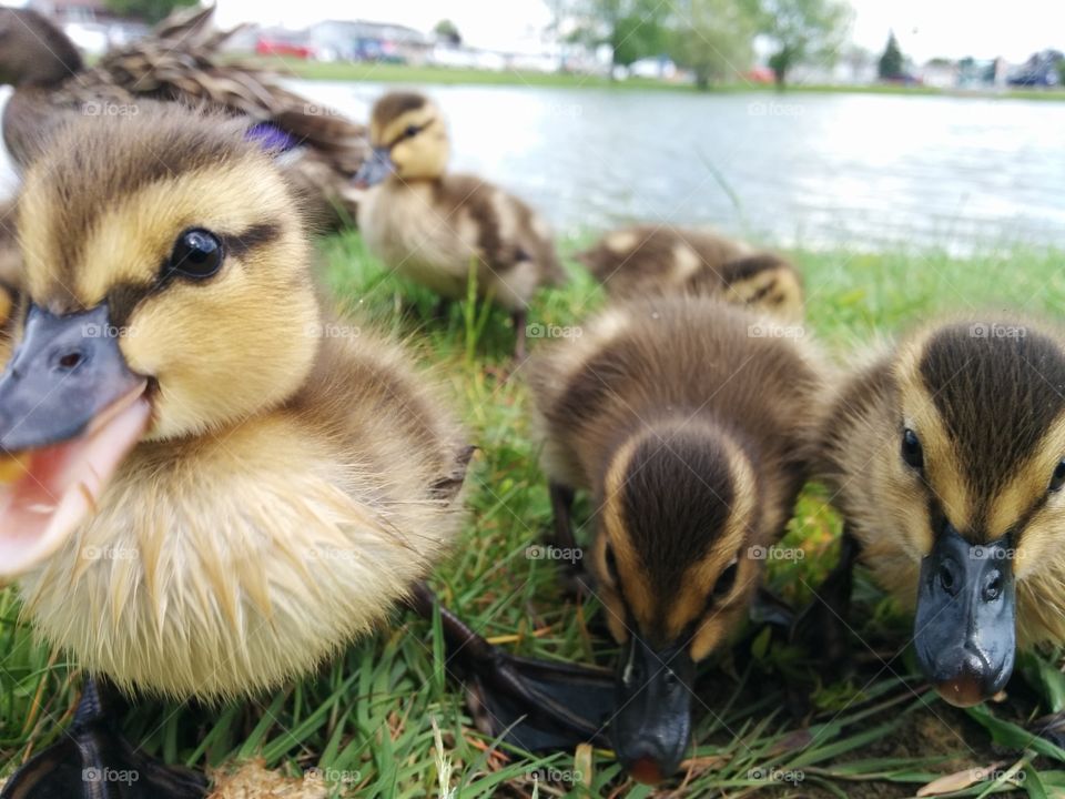 Baby duck in your face. baby duck all up into the camera