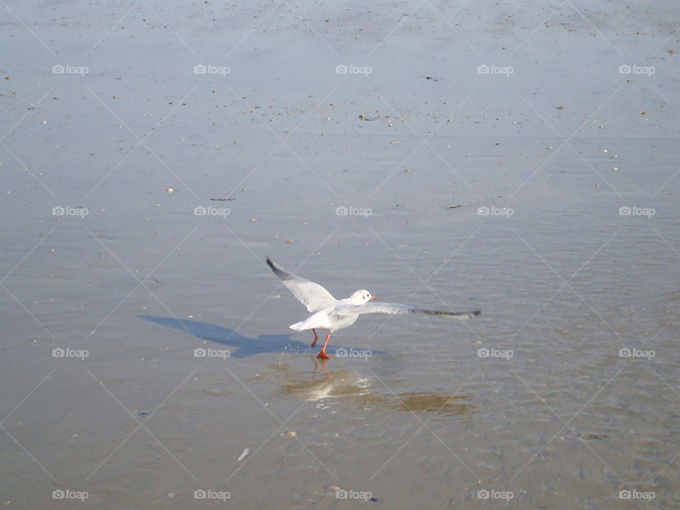 seagull on the beach of Deauville