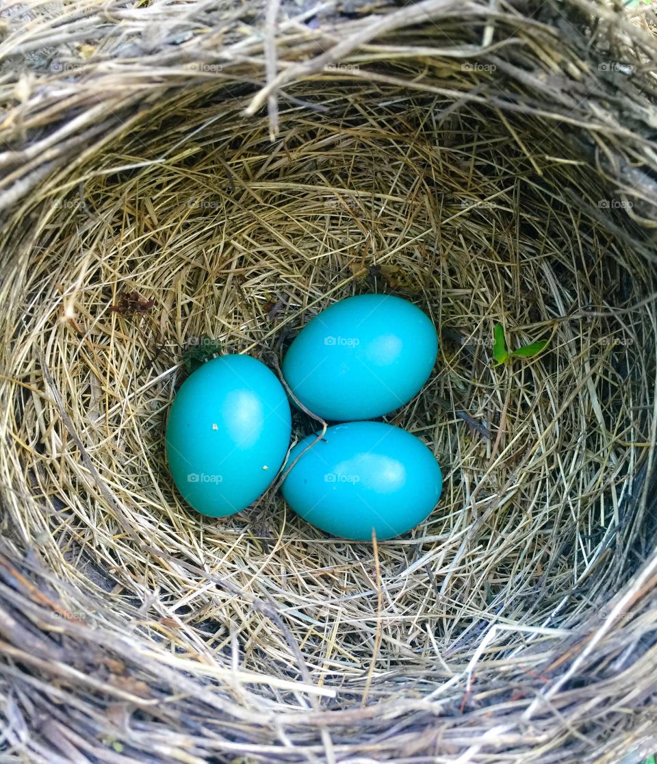 nest with bird eggs 