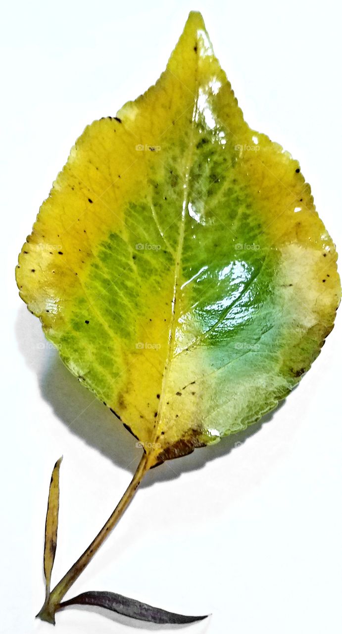 yellow leaf with chevron stripe of green