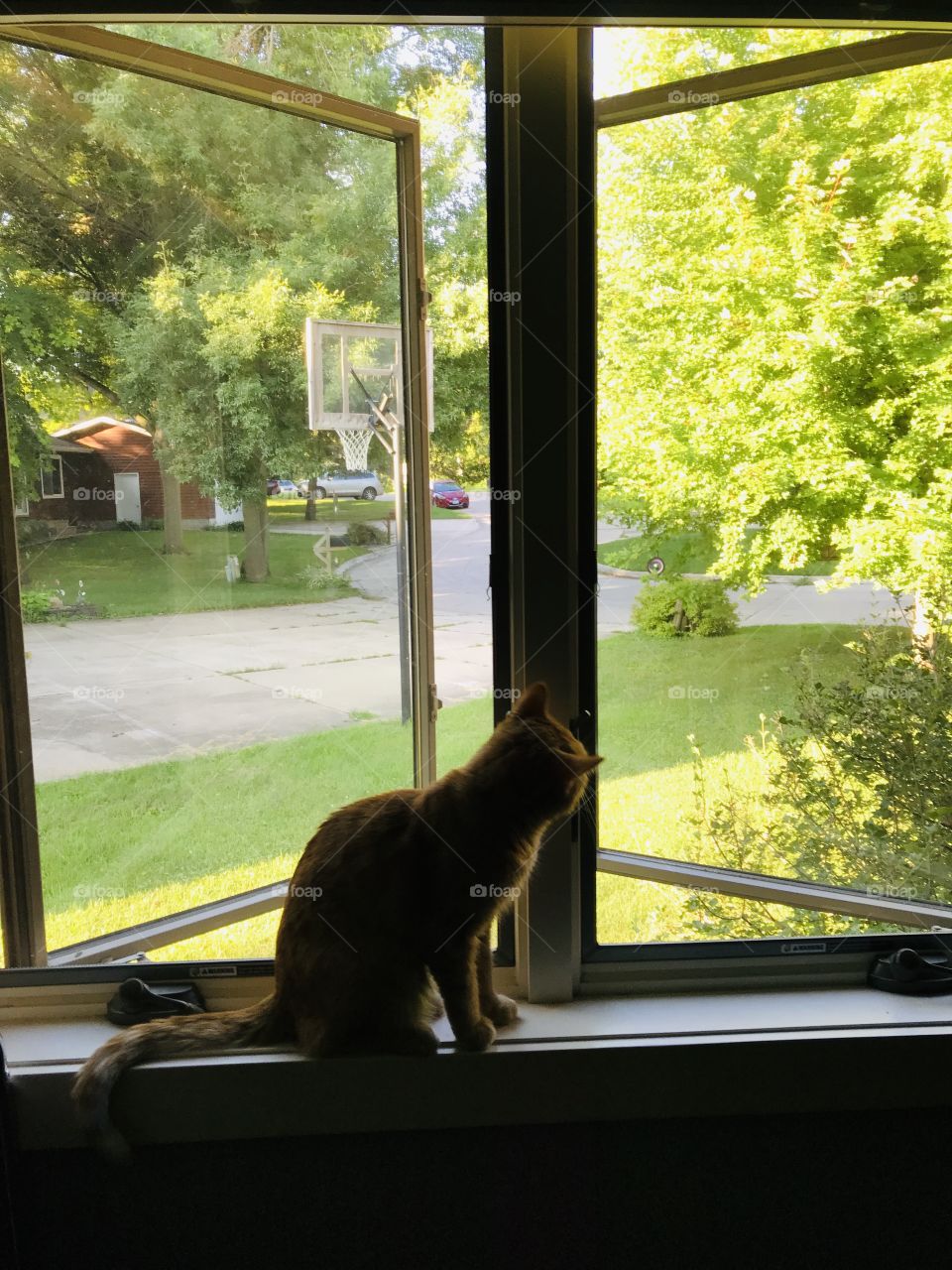 Darling orange tabby kitty cat sitting in rectangular shaped windows looking outside! 