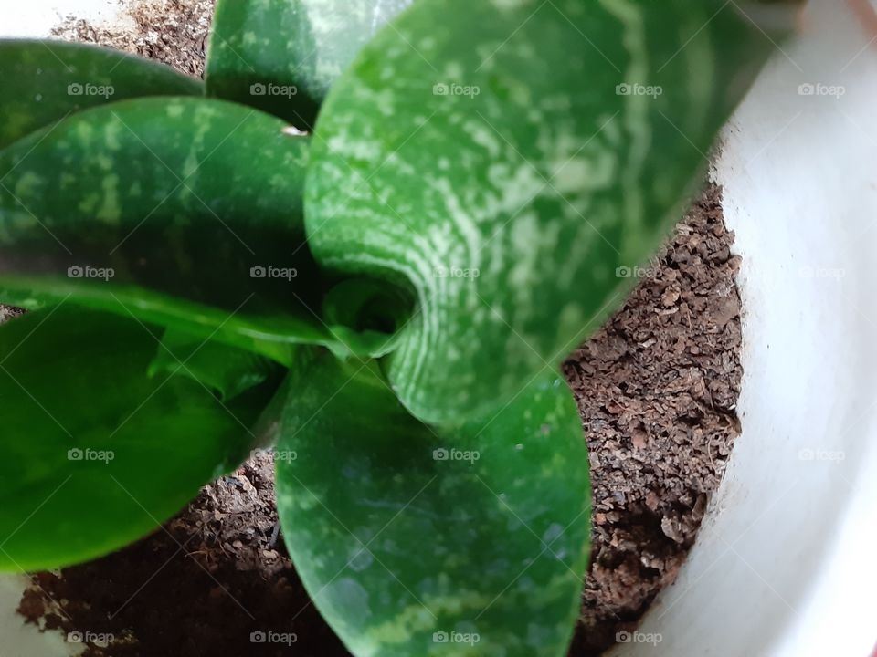 Abstract texture of aglaonema leaves. Aglaonema or known as "Sri Rezeki" In Indonesia is a tropical plant and commonly used as decorative plant.