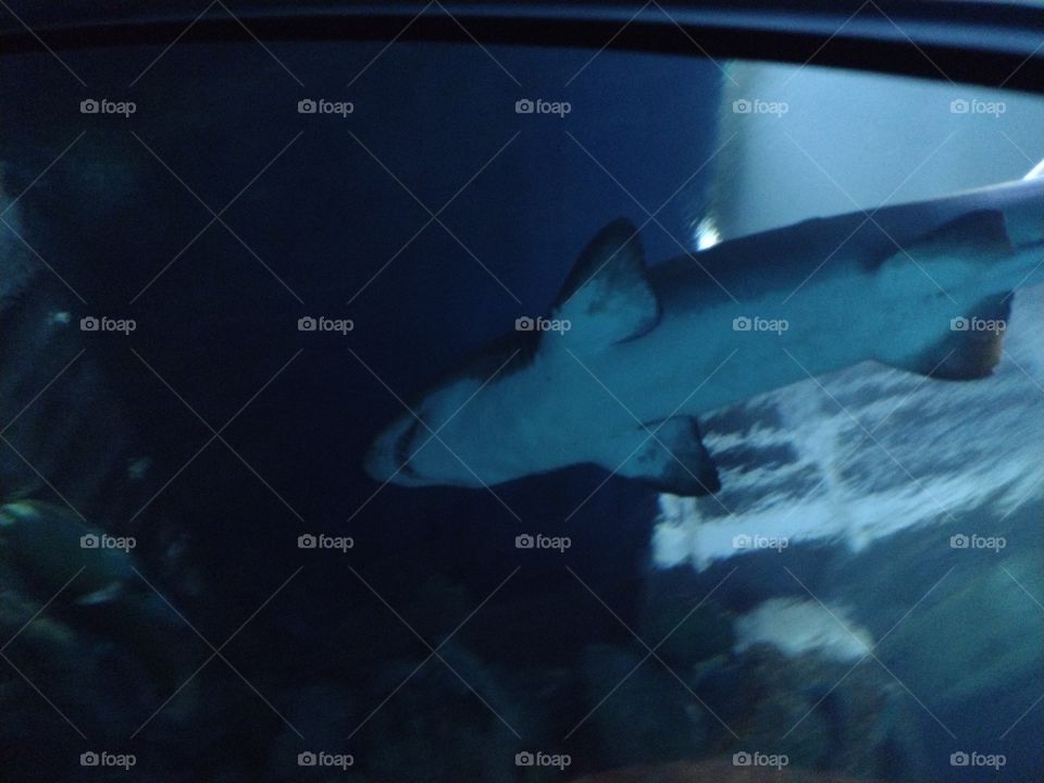 shark in the shadows