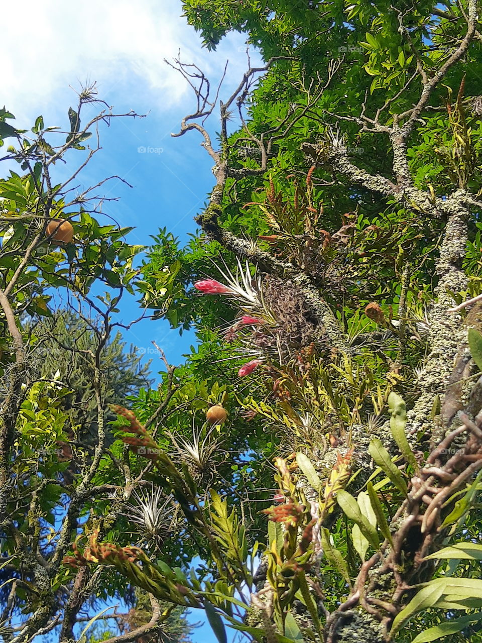 tillandsias on a tree