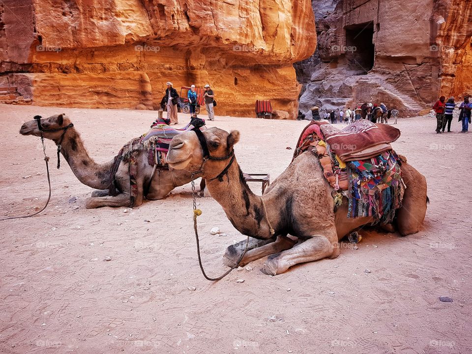 camels in petra