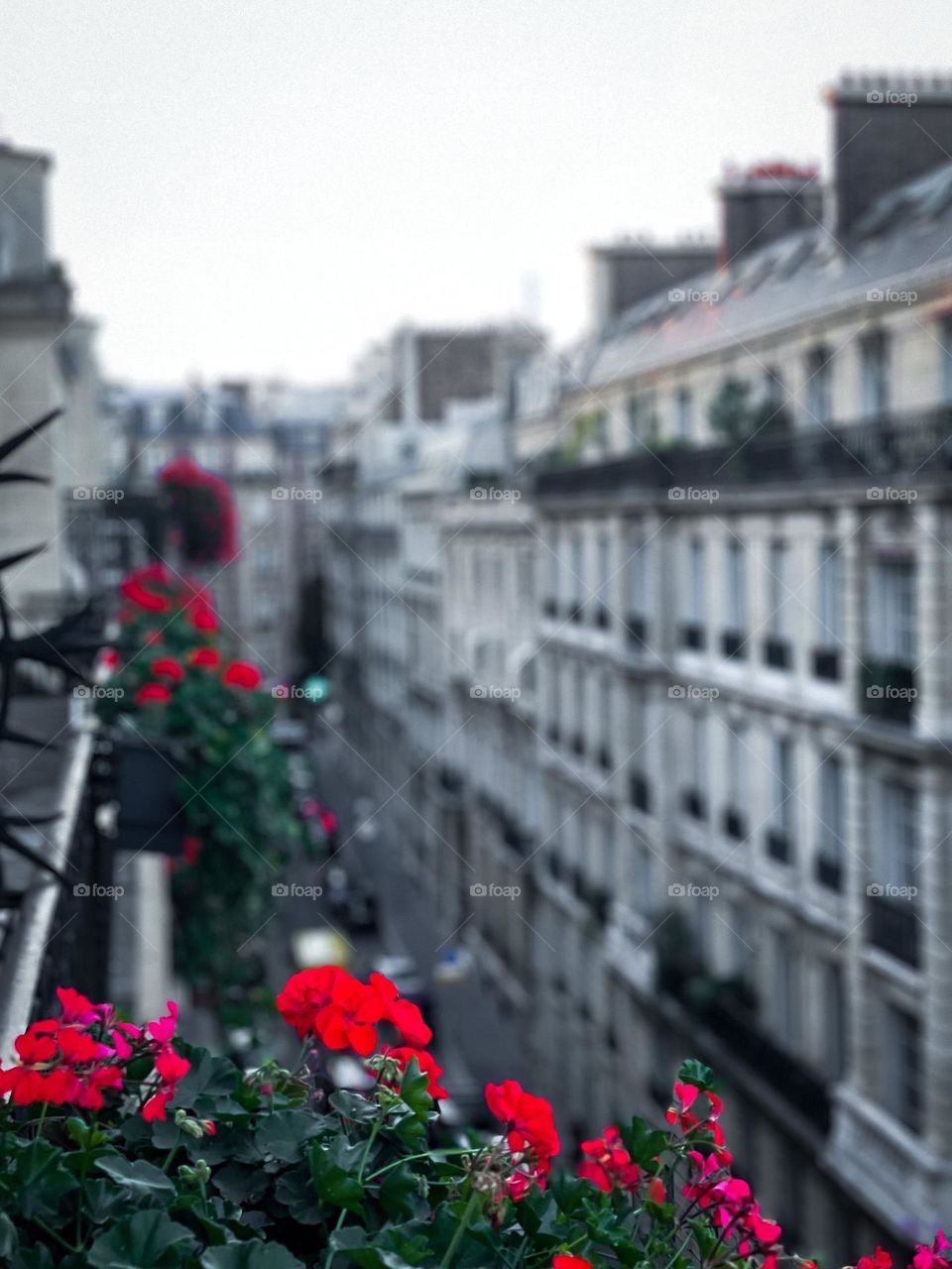 Vibrate colored flowers in City of Light