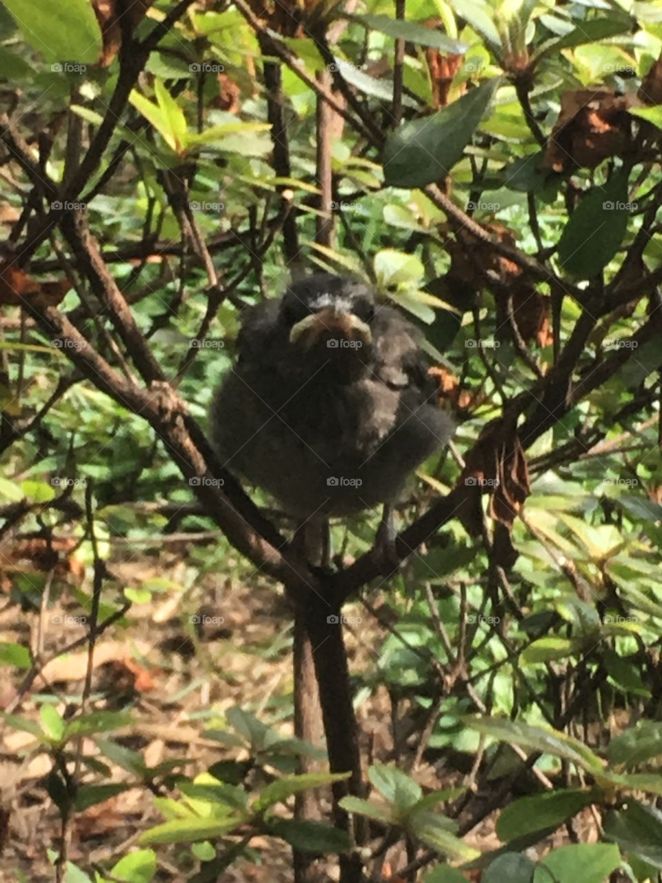 Baby bird in bush