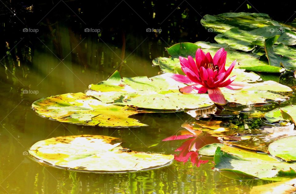 waterlilies