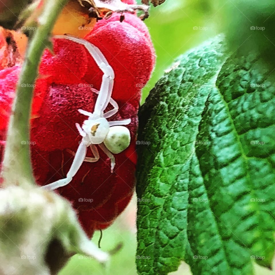 Raspberry season has to be shared with all creatures 