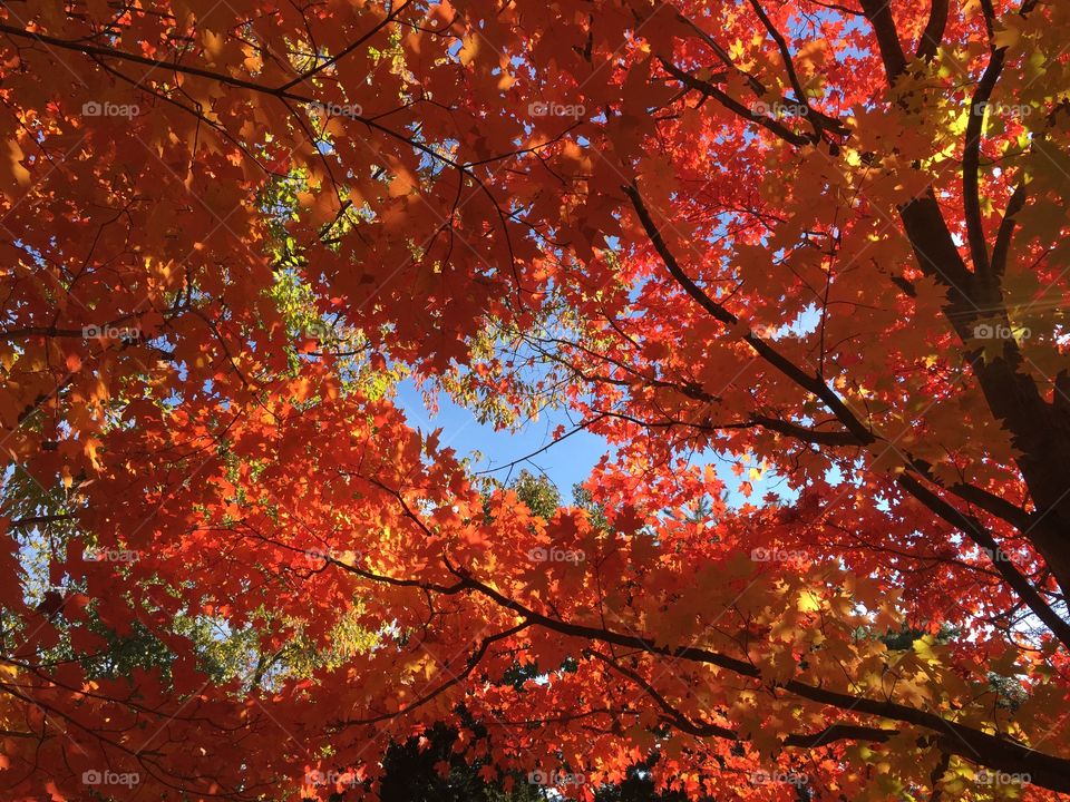Fall, Maple, Leaf, Tree, Bright