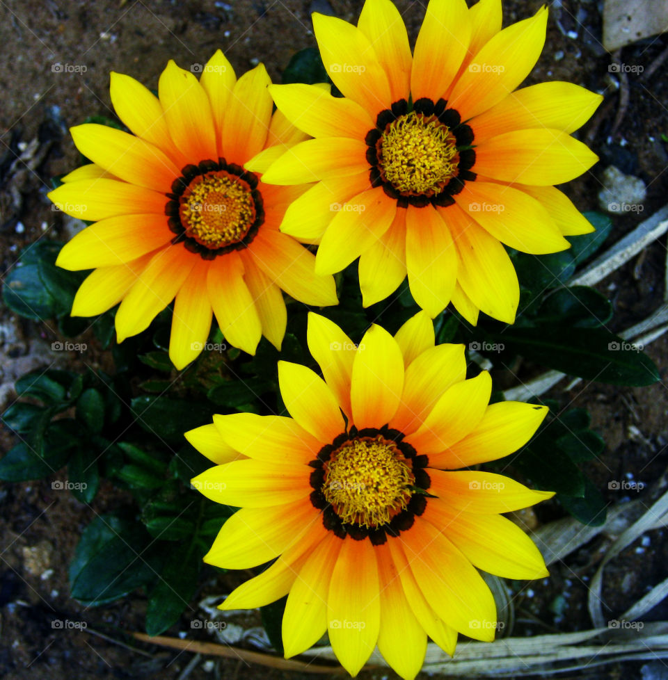 Bright yellow flowers 