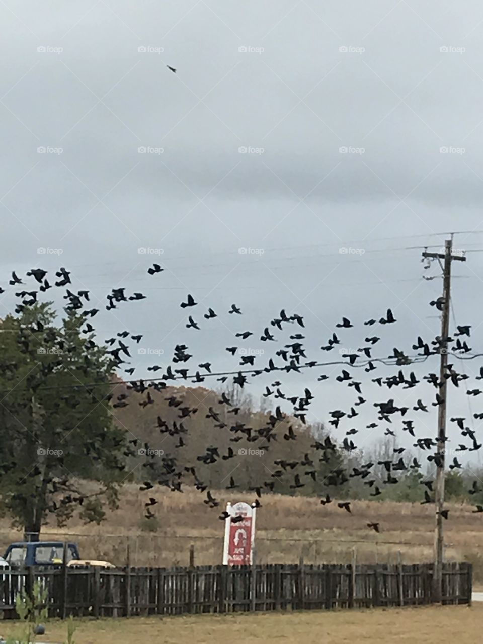 Swarm of blackbirds