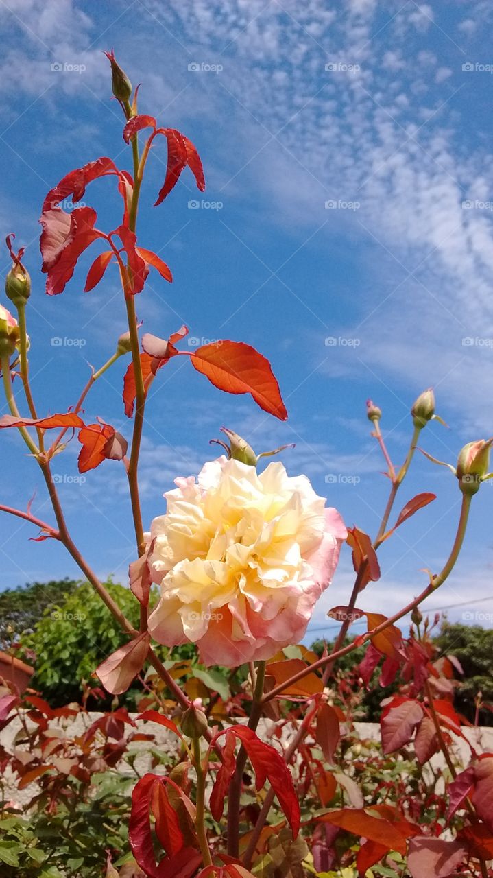 #Flores do nosso #jardim - sem filtros, ao #MeioDia!
🌸🌻🌱🌺
#flowers #flor #jardinagem #paisagem #gardem #fotografia #natureza
📸#FOTOGRAFIAéNossoHOBBY