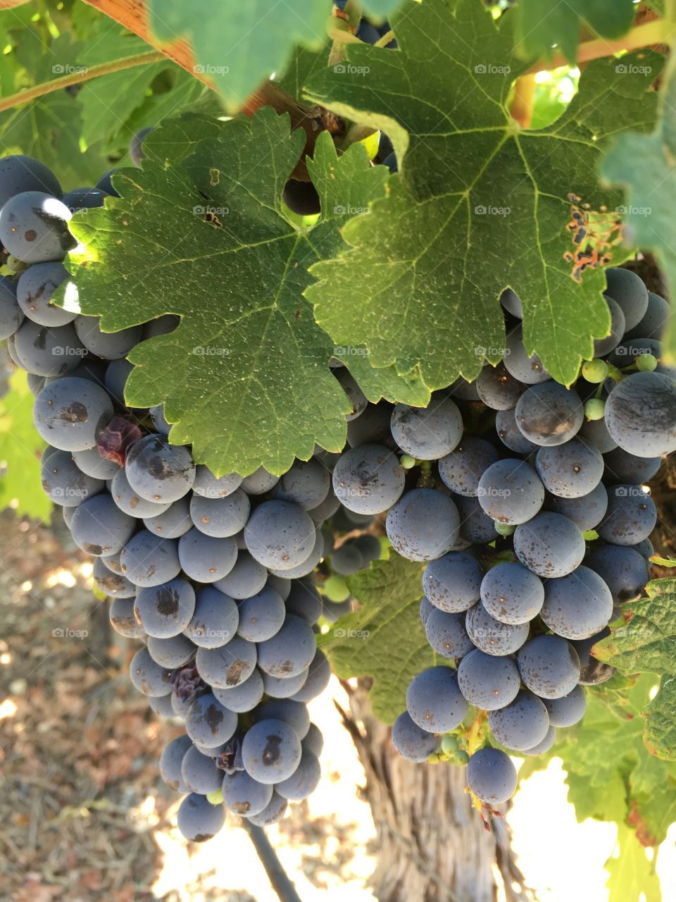 Bunches of grapes