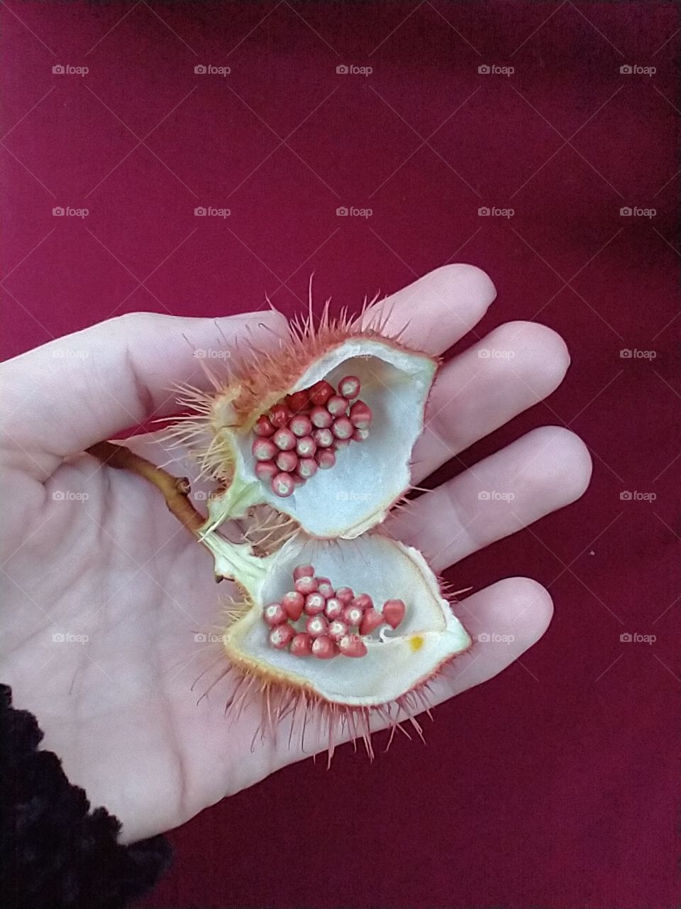 Fruits from Brazil - Urucum