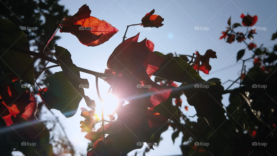 Red flower and the sun