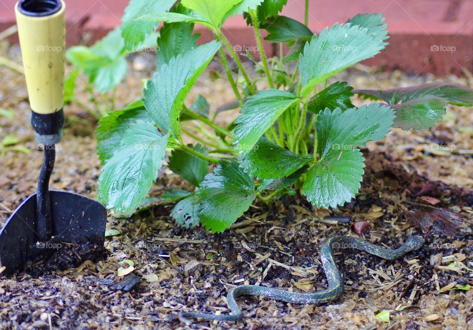 Snake in the strawberry patch 🍓