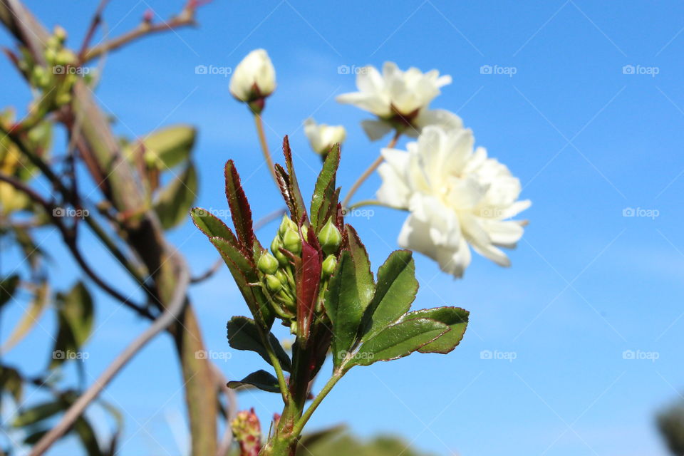 first buds and flowers of spring