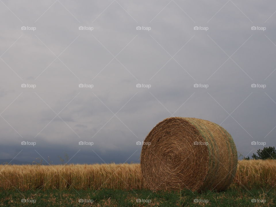 Scenic view of hay bale on field