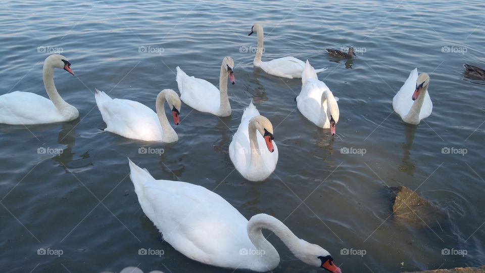 Swan on the river Dunav in Zemun (Serbia)