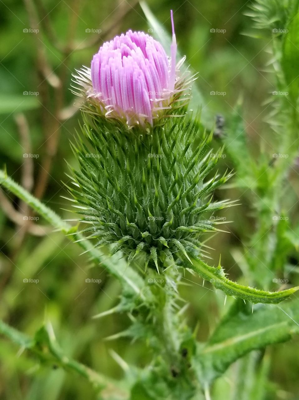 I am called a milk thistle with a prickly green spine an a dark pink center at the top.Iam a lovely wild flower