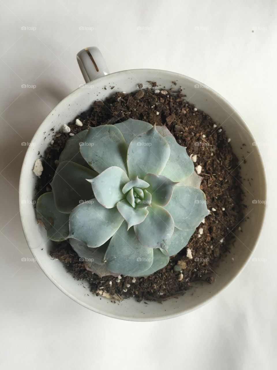 Teacup succulent