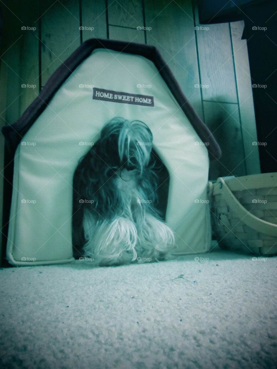 My dog's little hangout