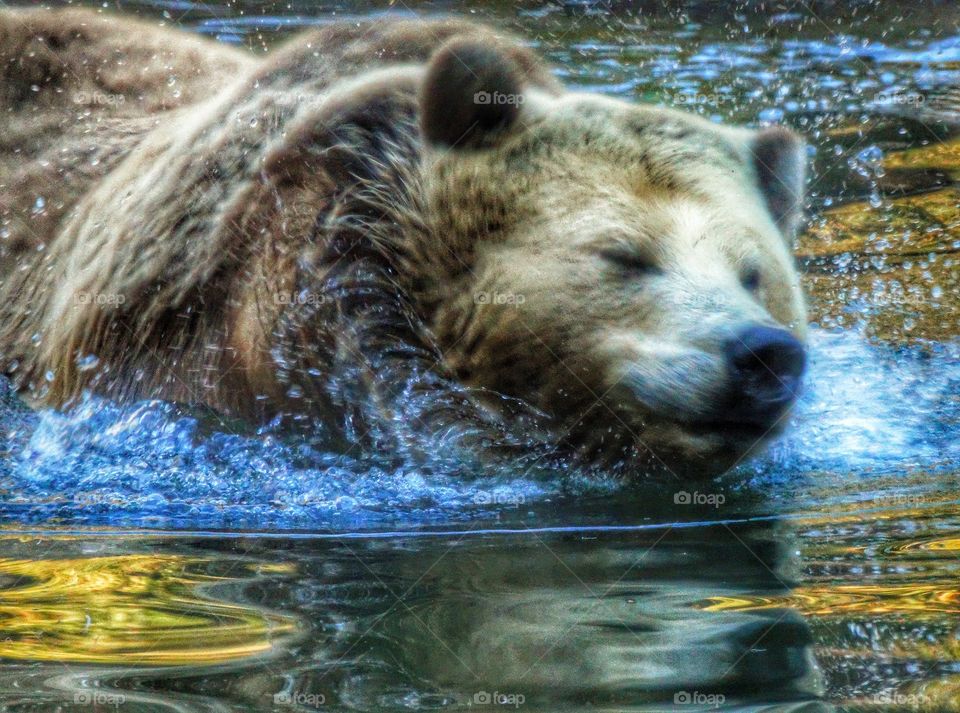 California Brown Bear