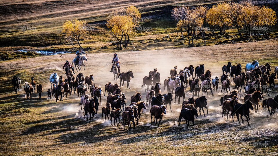 horses running in the river