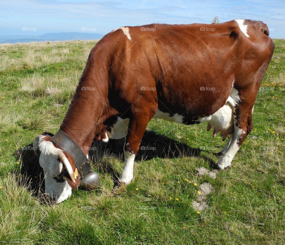 Cow grazing grass