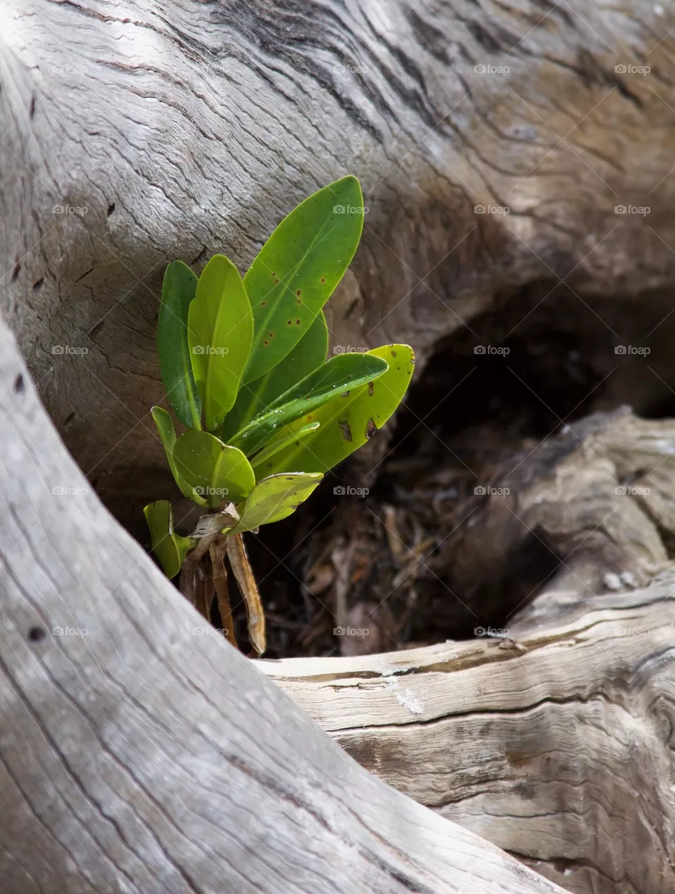 Baby Mangrove