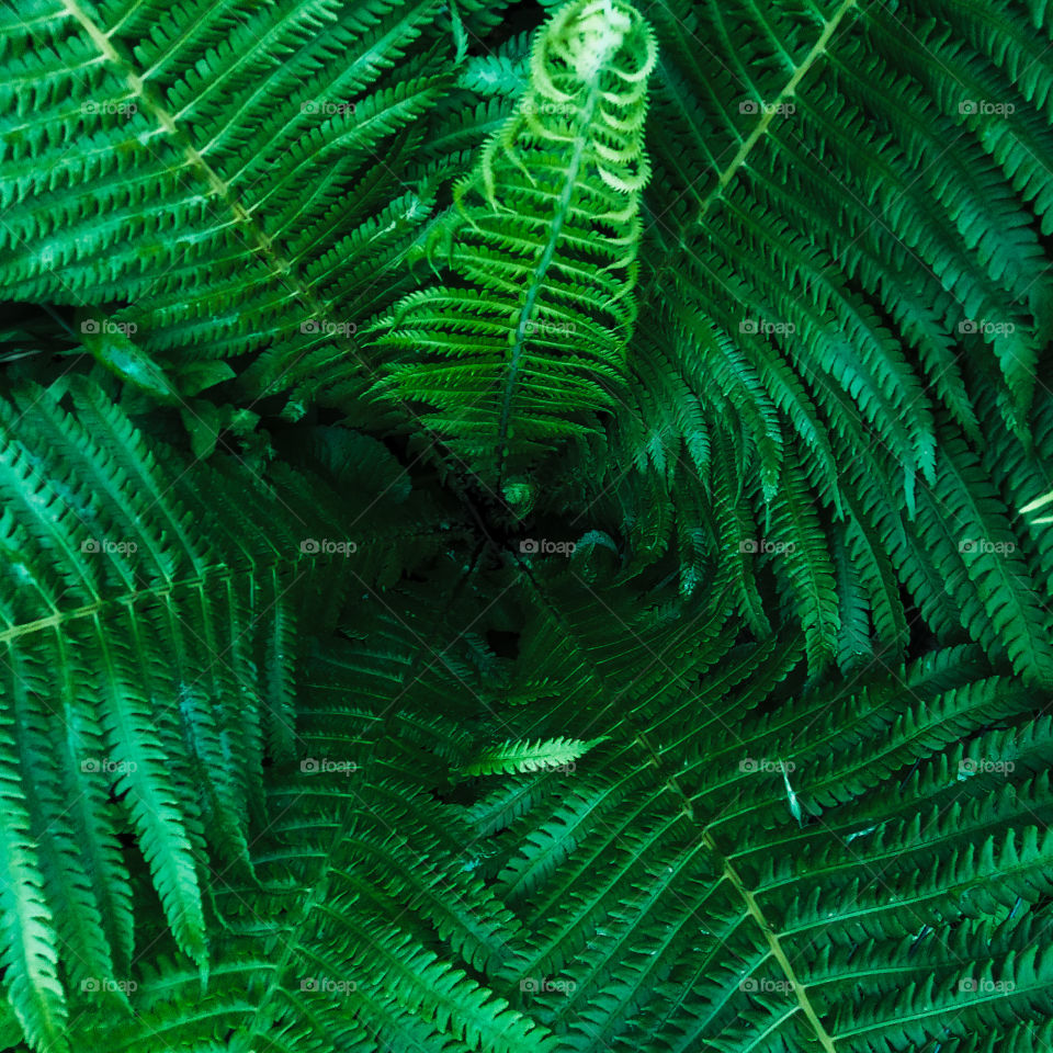 fern
