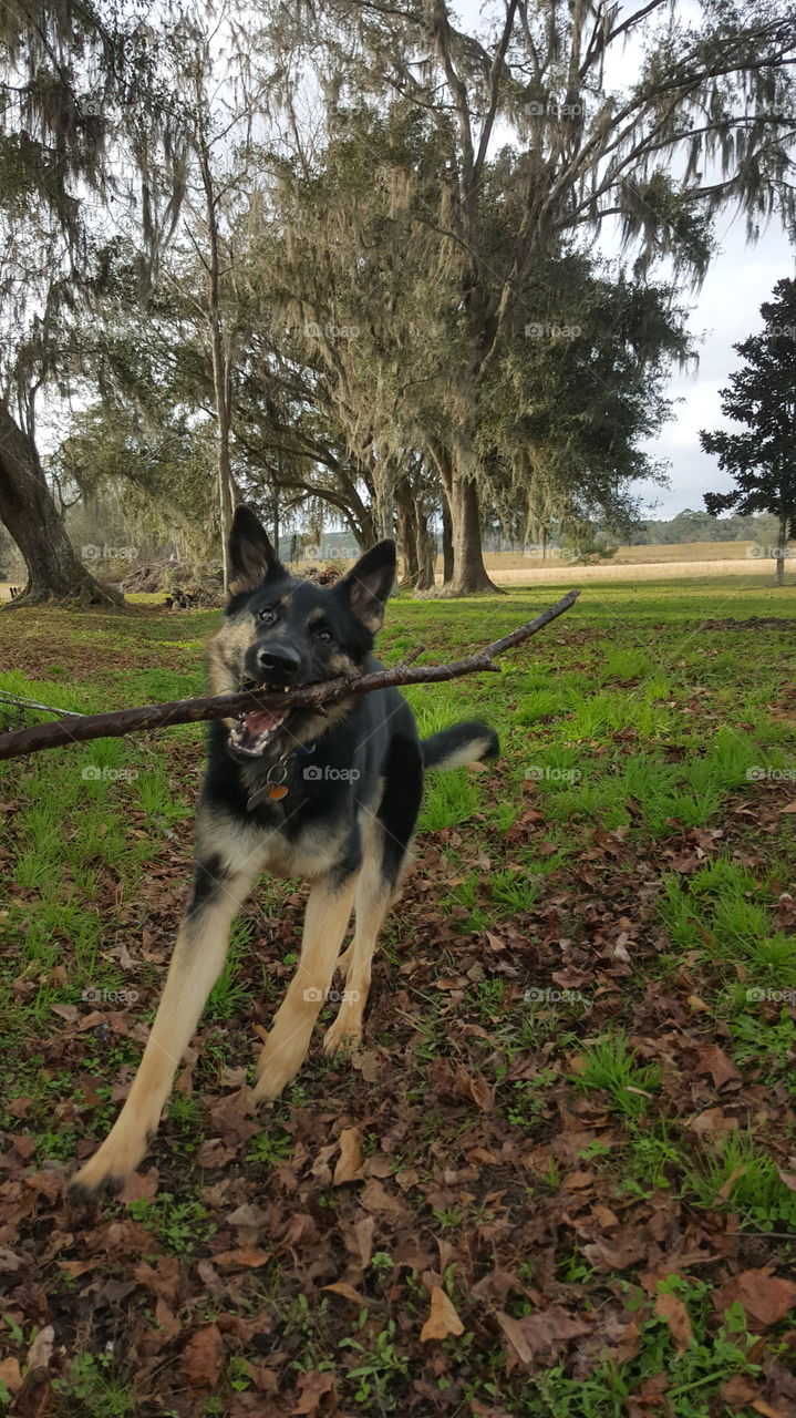 sticks and dogs