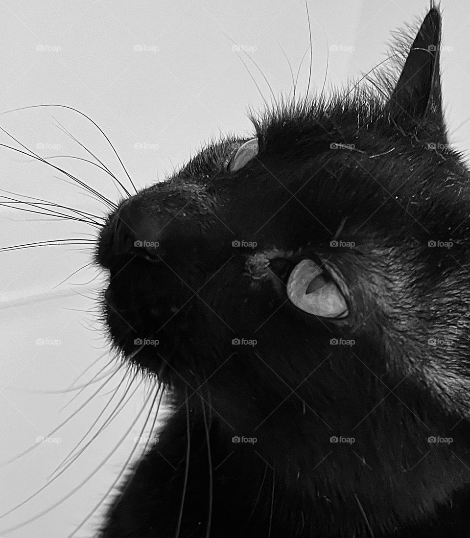 Black Cat Black & White