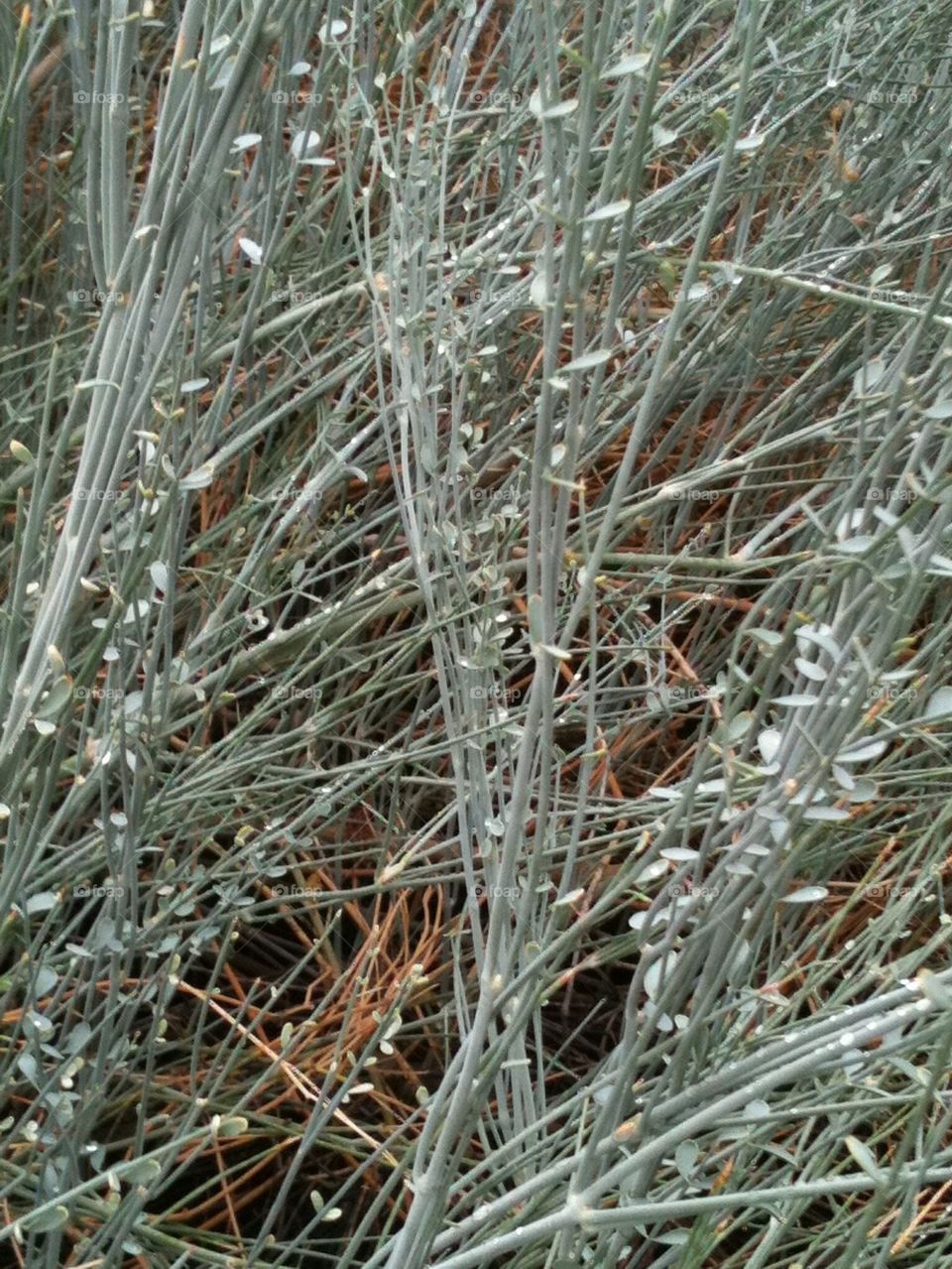 Pale Gray Grasses