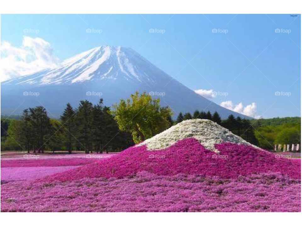 Mount Fuji